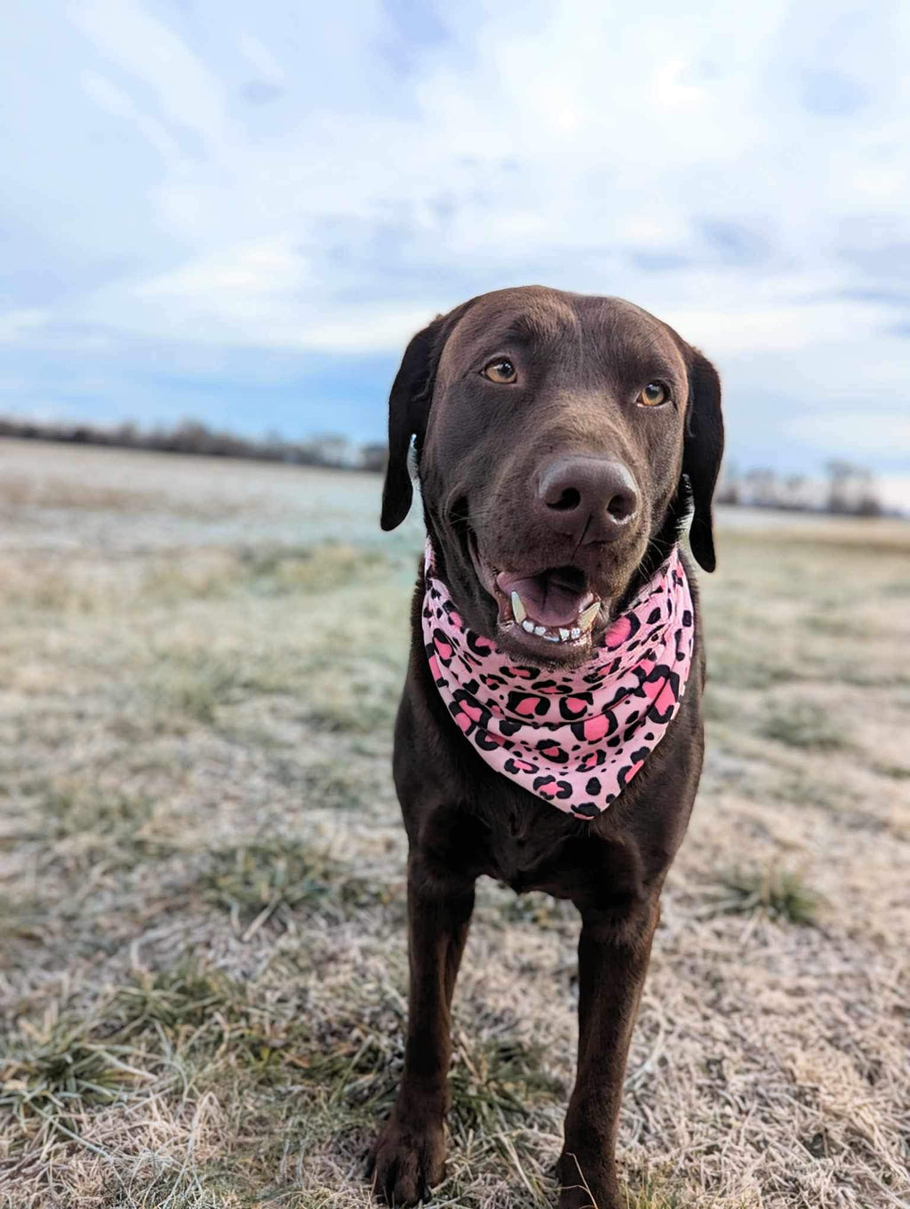 Pet Bandana