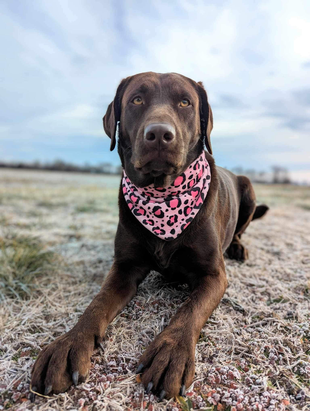 Pet Bandana