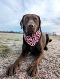 Pet Bandana