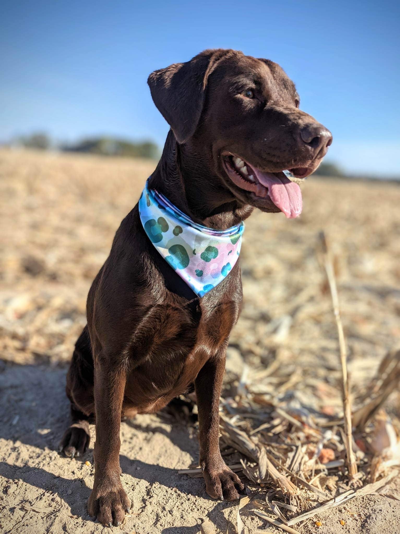 Pet Bandana