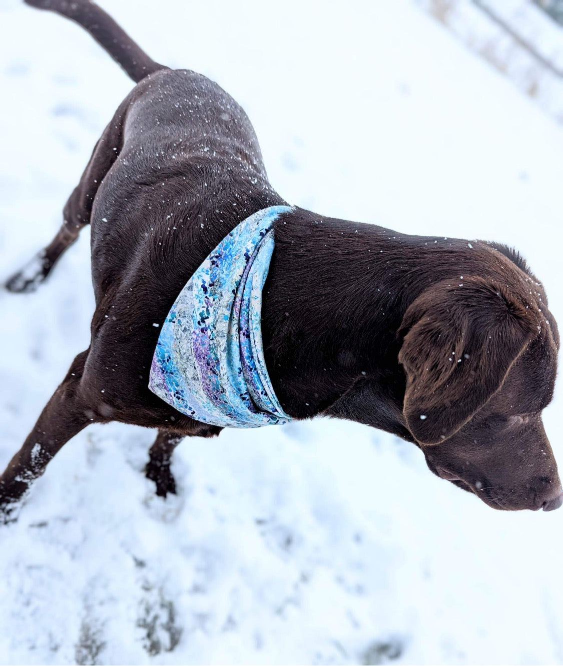 Pet Bandana