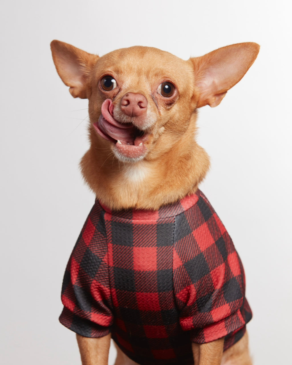 Pet Raglan